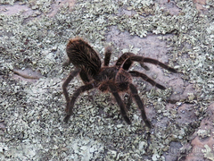 Grammostola burzaquensis