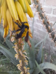 Bombus sonorus
