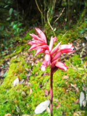 Stenorrhynchos albidomaculatum