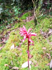 Stenorrhynchos albidomaculatum