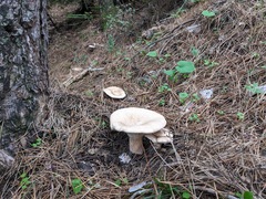 Infundibulicybe gigas