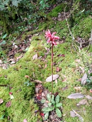 Stenorrhynchos albidomaculatum