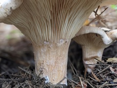 Infundibulicybe gigas