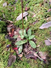 Stenorrhynchos albidomaculatum