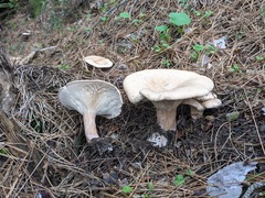 Infundibulicybe gigas
