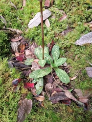Stenorrhynchos albidomaculatum