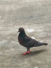 Columba livia domestica