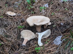 Infundibulicybe gigas