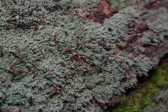 Cladonia parasitica