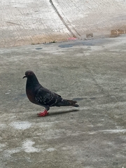 Columba livia domestica