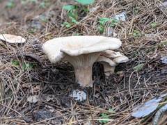 Infundibulicybe gigas