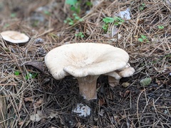 Infundibulicybe gigas