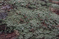 Cladonia parasitica