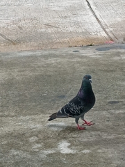Columba livia domestica