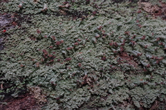 Cladonia parasitica