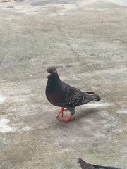 Columba livia domestica