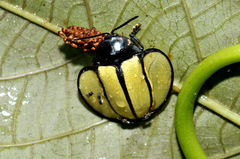Omaspides bistriata
