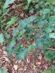 Urena procumbens