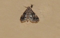 Elophila difflualis