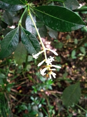 Rubiaceae