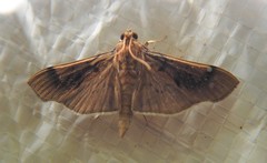Pilocrocis milvinalis
