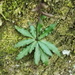 Stenoglottis fimbriata saxicola - Photo 由 Casper van Zyl 所上傳的 (c) Casper van Zyl，保留部份權利CC BY-NC