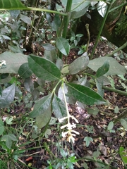 Rubiaceae