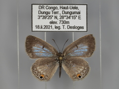 Euchrysops malathana