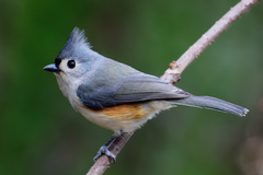 Tufted Titmouse photo 4