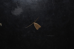 Homaloxestis multidentalis