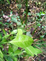 Rubiaceae