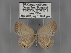 Euchrysops malathana