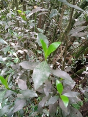 Rubiaceae