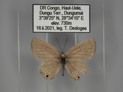 Euchrysops malathana