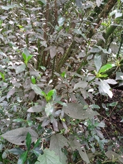 Rubiaceae