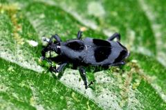Rhodobaenus nawradii
