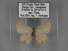 Euchrysops malathana