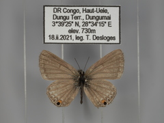 Euchrysops malathana