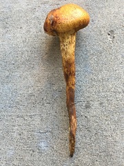 Pholiota jahnii