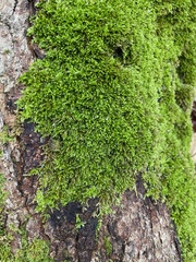 Eurhynchiastrum pulchellum