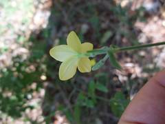 Haplophyton cimicidum
