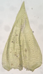 Eurhynchiastrum pulchellum
