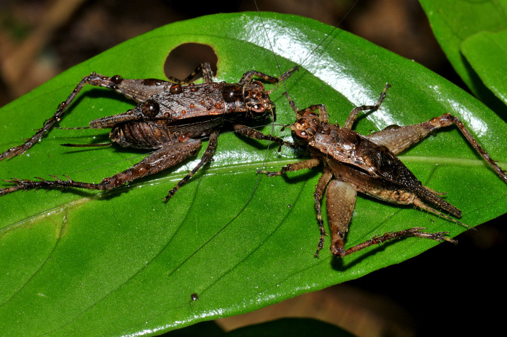 Ligypterina