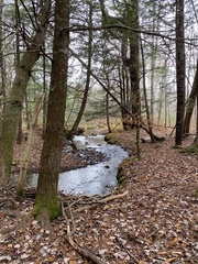 Eurhynchiastrum pulchellum