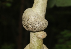 Euhexomyza schineri
