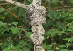 Euhexomyza schineri