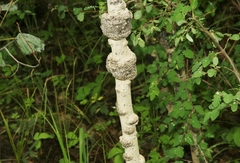Euhexomyza schineri