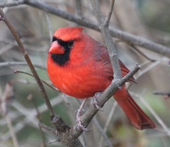 Cardinalis cardinalis
