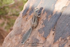 Atlantoxerus getulus