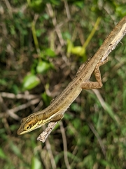 Anolis pulchellus